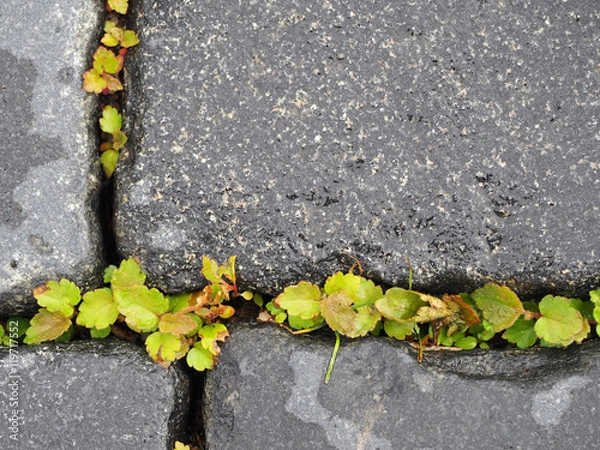 Fototapeta Plant in stone