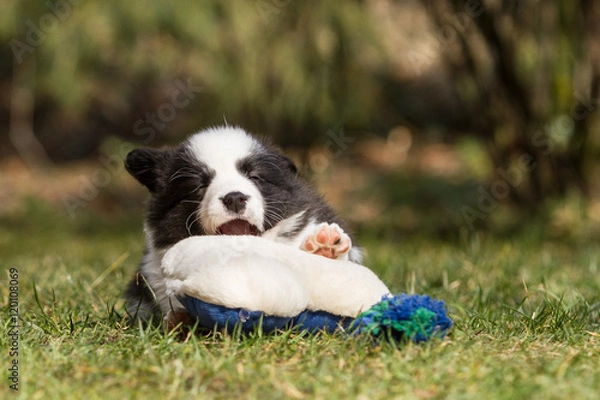 Fototapeta Hund Border Collie Welpe beim Spielen, Welpenerziehung