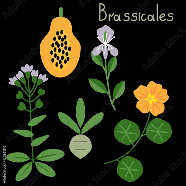 Obraz Brassicales plant order