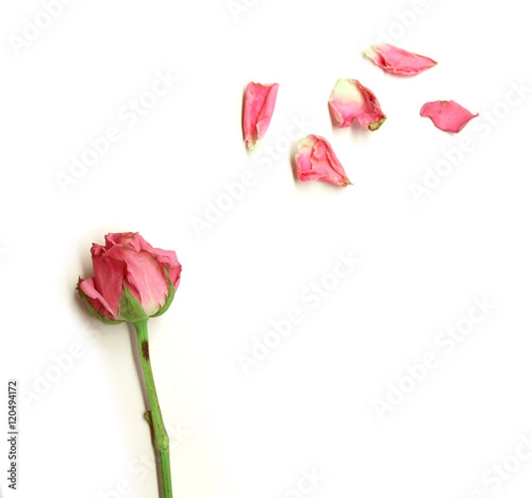 Fototapeta Dried rose isolated on white