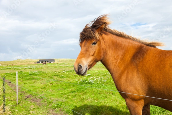 Fototapeta Free horse in the gree meadow