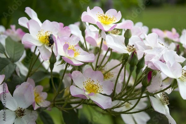 Fototapeta Pink tea roses with a bug