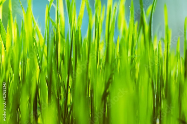 Fototapeta closeup fresh green grass. natural spring or summer background