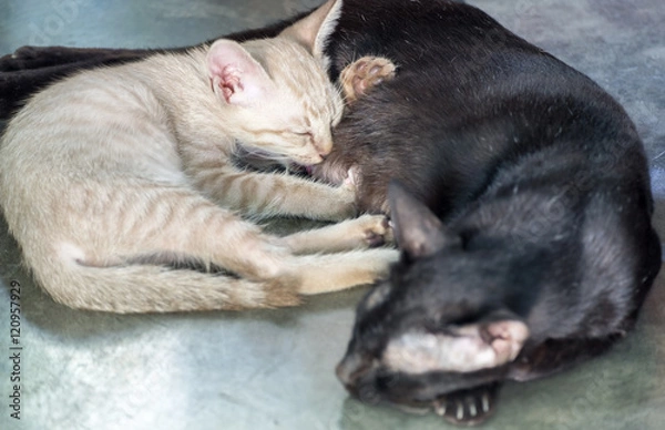 Fototapeta Little white kitten cute hug mom black cat