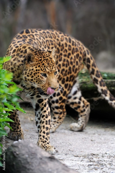 Fototapeta Leopard on nature