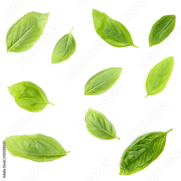 Obraz Fresh sweet basil leaves isolated on white background. Sweet bas