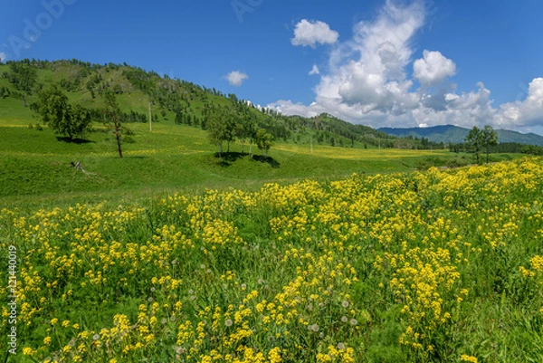 Fototapeta wildflowers meadow mountains yellow