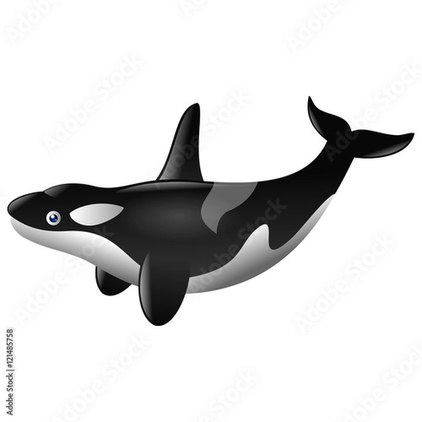 Fototapeta Cute killer whale cartoon