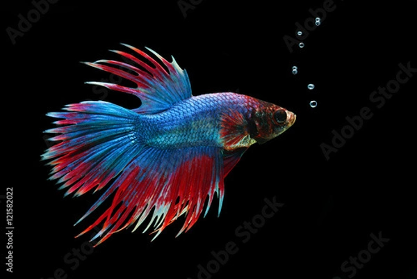 Fototapeta Betta fish or Siamese fighting fish on black background