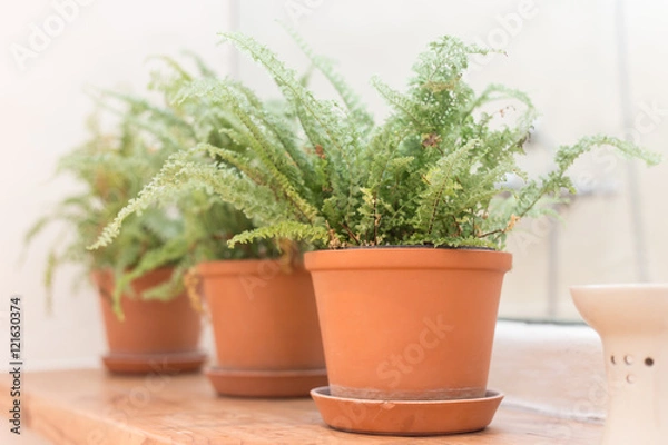 Fototapeta Fern in vase on wood table,Selective focus