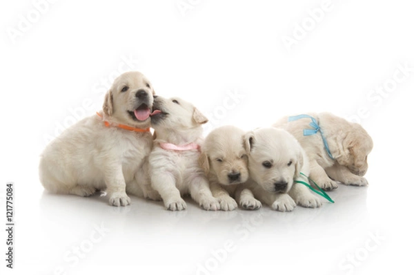 Fototapeta small cute golden retriever puppy,  on white background