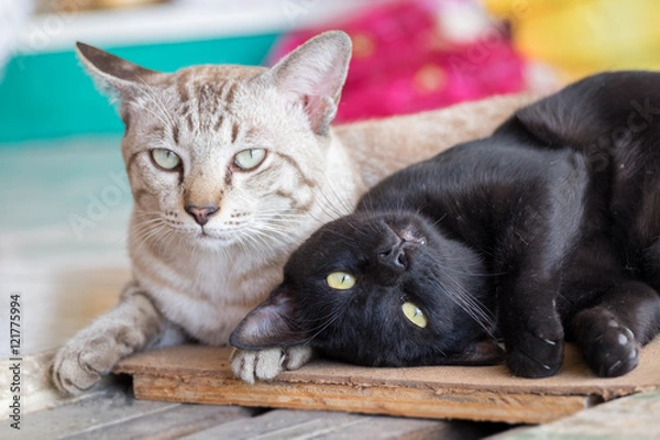 Fototapeta Family cat black and grey staring on colorful backdrop