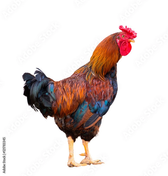 Fototapeta rooster isolated on white