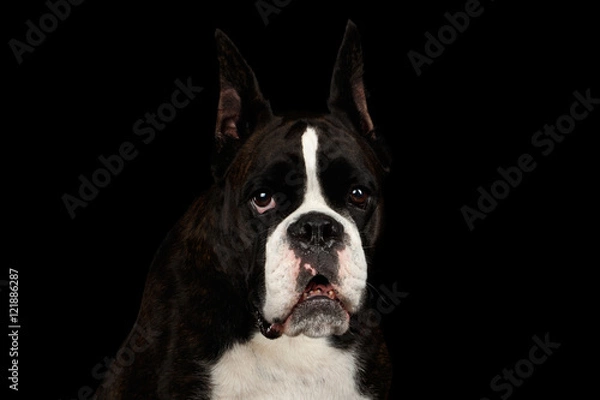 Fototapeta Close-up Portrait of Purebred Boxer Dog Brown with White Fur Color Gazing Looks in Camera Isolated on Black Background