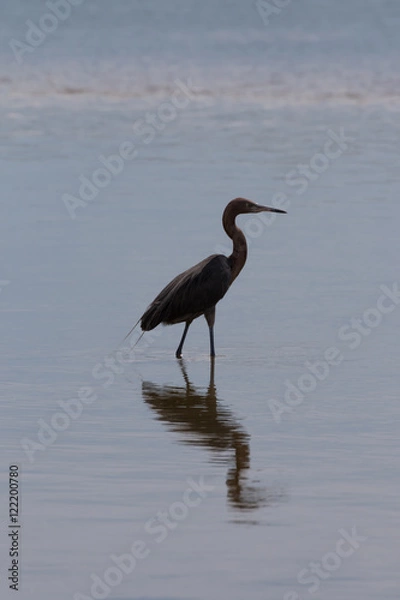 Fototapeta Reddish Egret, J.N. ''Ding'' Darling National Wildlife Refuge, S