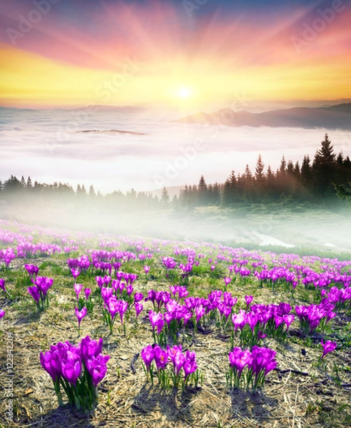 Fototapeta Foggy sunrise in the Carpathian mountains