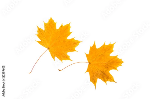 Fototapeta Two yellow, withered, maple leaves. On white, isolated background.