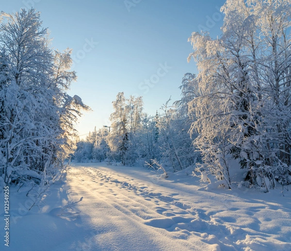 Fototapeta Beautiful winter landscape. Forest covered with snow and hoarfro