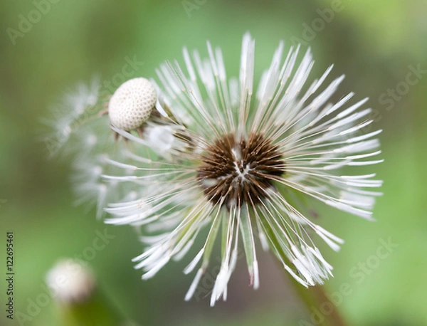 Fototapeta Macrophotographie d'une fleur sauvage: Pappus de pissenlit