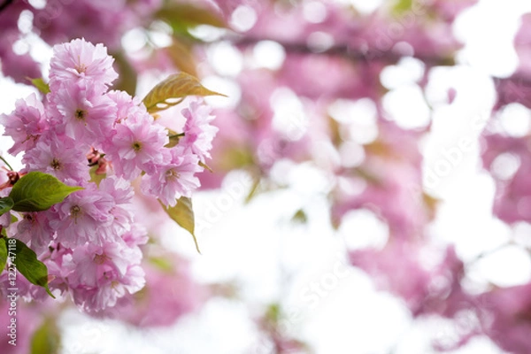 Fototapeta Bunte Blumen im Feld Close-Up