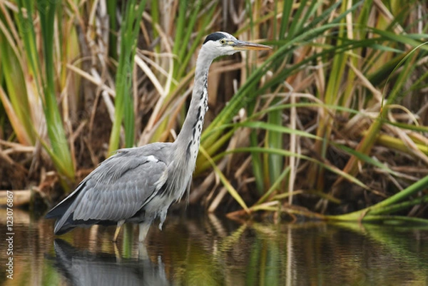 Fototapeta Grey heron (Ardea cinerea)