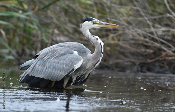 Fototapeta Grey heron (Ardea cinerea)