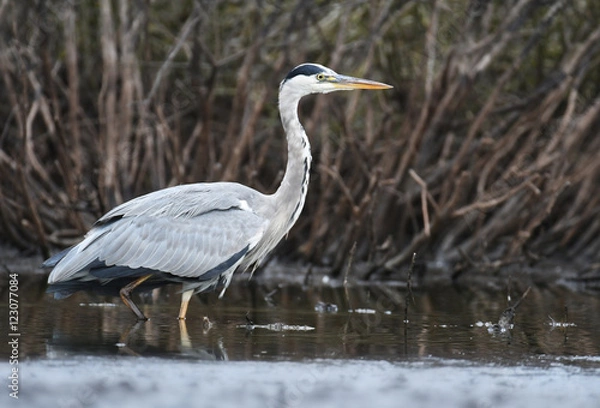 Fototapeta Grey heron (Ardea cinerea)