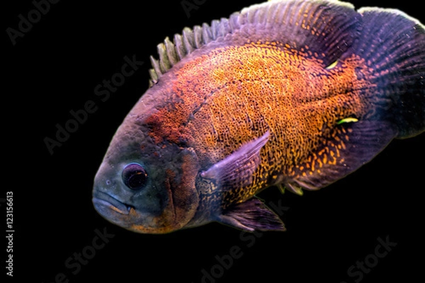 Fototapeta Astronotus ocellatus in their natural habitat