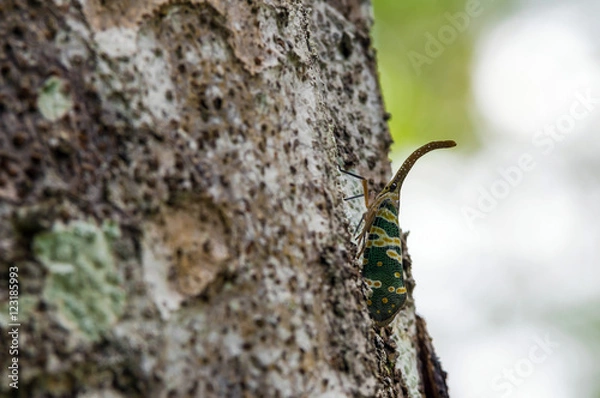 Fototapeta Close up Pyrops candelaria on tree