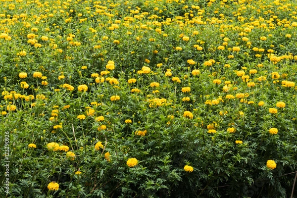 Fototapeta Above background marigold garden.