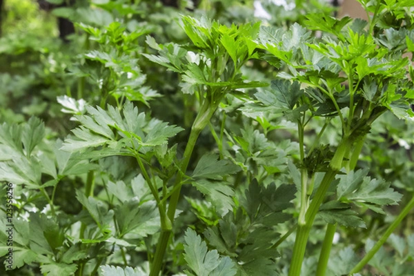 Fototapeta It is growing on a bed big juicy green bush parsley