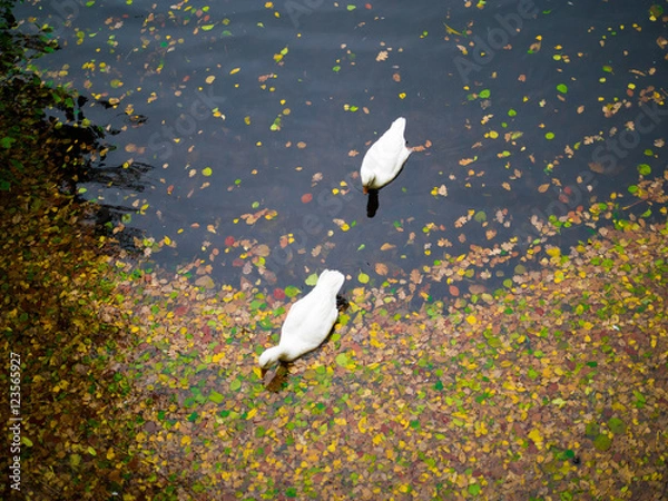 Obraz Geese with autumn colors