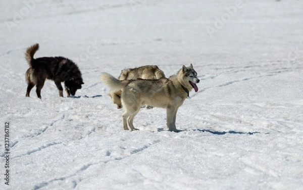 Fototapeta Siberian Husky in snow