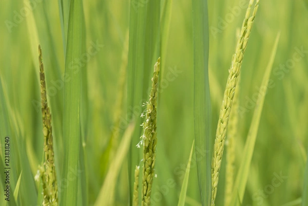 Obraz Close up of rice flowering in the field