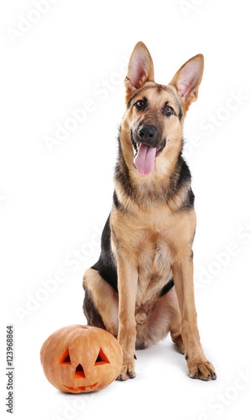 Fototapeta Cute shepherd dog with Halloween pumpkin on white background