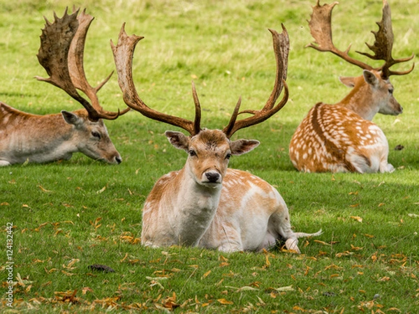 Fototapeta Fallow deer stags resting in summer sunshine, Tatton Park, Knutsford, Cheshire