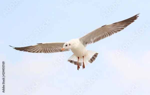 Fototapeta Seagulls fly in the sky at Bang Pu,Thailand.