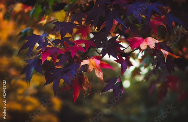 Fototapeta Autumnal leaves, dark and rich colored on a tree branch