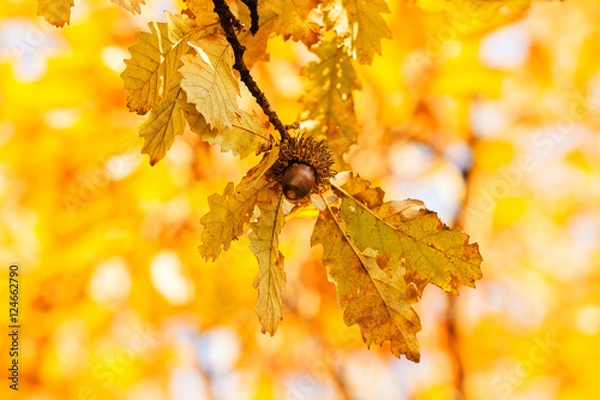 Fototapeta yellow leaves in autumn