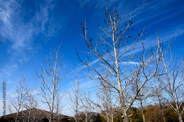 Fototapeta モミジバフウと青空