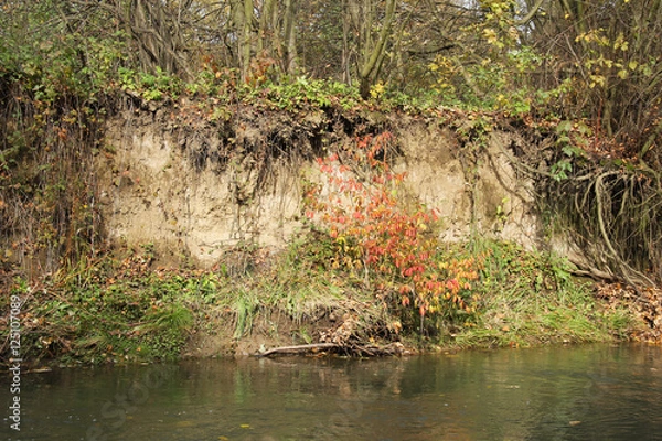 Fototapeta undermined bank of a river with red woodbine in autumn