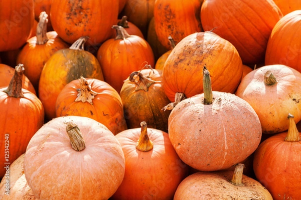 Obraz pile of pumpkins on market farm