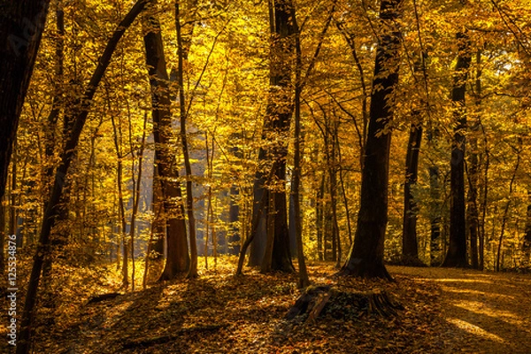 Fototapeta Autumn forest. Beautiful nature background. - processed colors