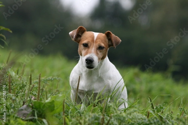 Obraz adorable jack russel terrier vu de face assis à la campagne