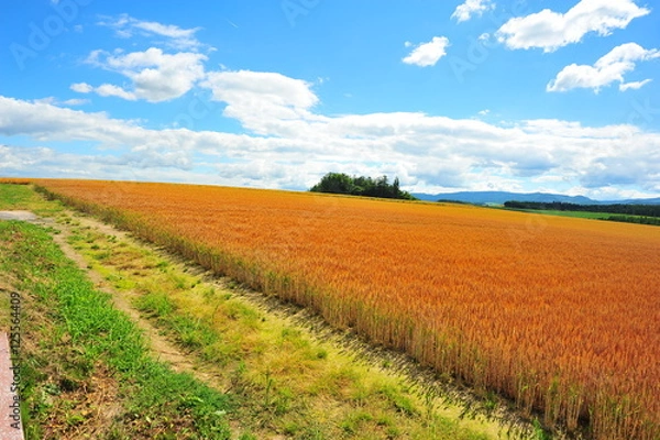 Fototapeta Agriculture Fields at Countryside