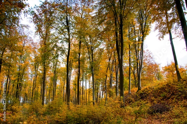 Fototapeta Beautiful forest in autumn