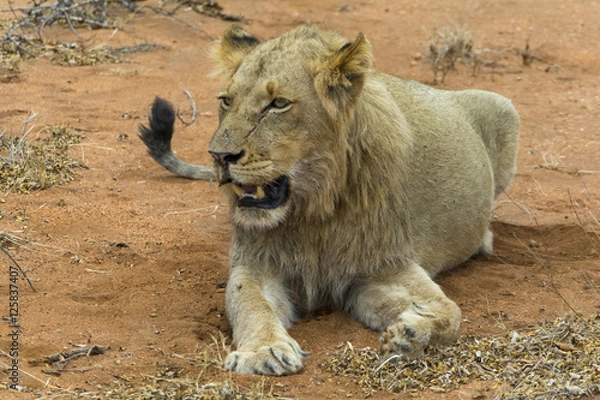 Fototapeta Portraiture of young male lion in Kruger National Park, South Af