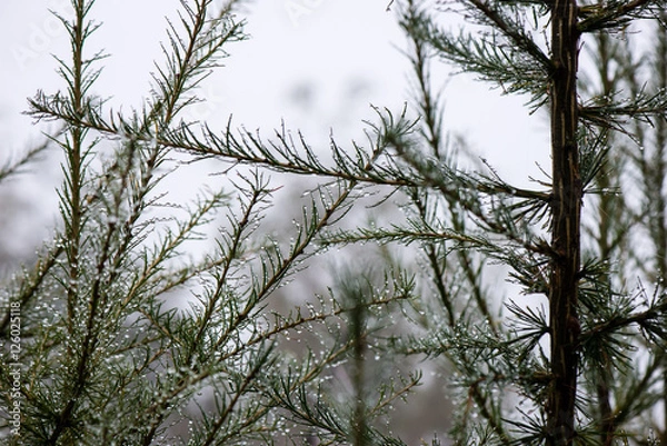 Fototapeta festive christmas spruce tree background on a cold day in the sn