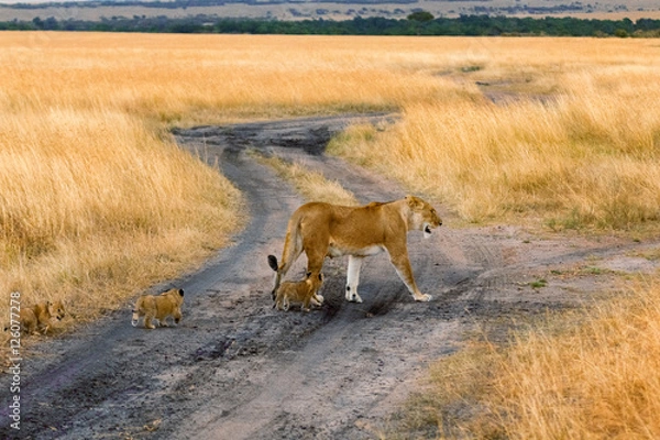 Fototapeta Female lion with cubs in Masai Mara, Kenya