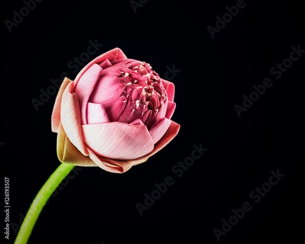 Fototapeta Pink lotus flower